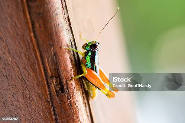 Colores Brillantes Insecto Foto de stock y más banco de imágenes de Abdomen animal - Abdomen animal, Animal, Color - Tipo de imagen