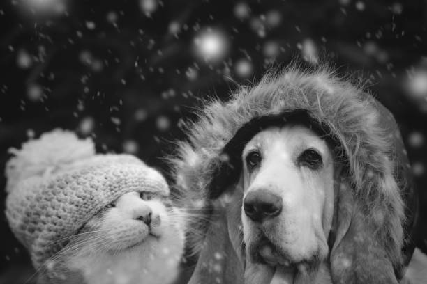 istock Kitten and dog in winter cap 908532028