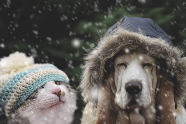 chat et chien dans le chapeau d’hiver - animal dog winter snow photos et images de collection