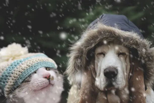 Photo of Cat and dog in winter cap