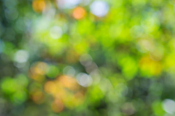 istock Beautiful defocused bokeh nature forest background. seasoning ,autumn tree 908532066