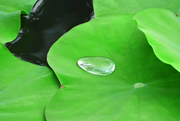 A Drop of Water on Fresh Green Water Lily Leaf