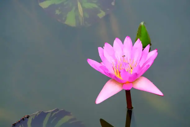 Fresh Vivid Pink Water Lily in the Pond
