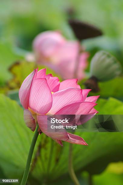 Lotus Цветок — стоковые фотографии и другие картинки Азия - Азия, Ботаника, В цвету
