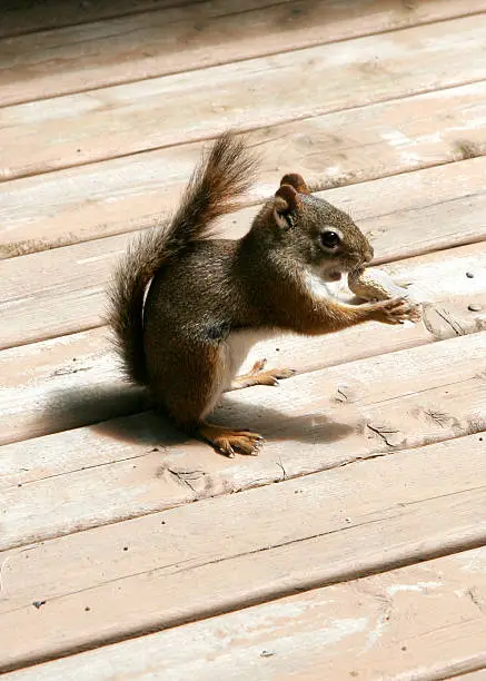 Photo of Squirrel and Peanut