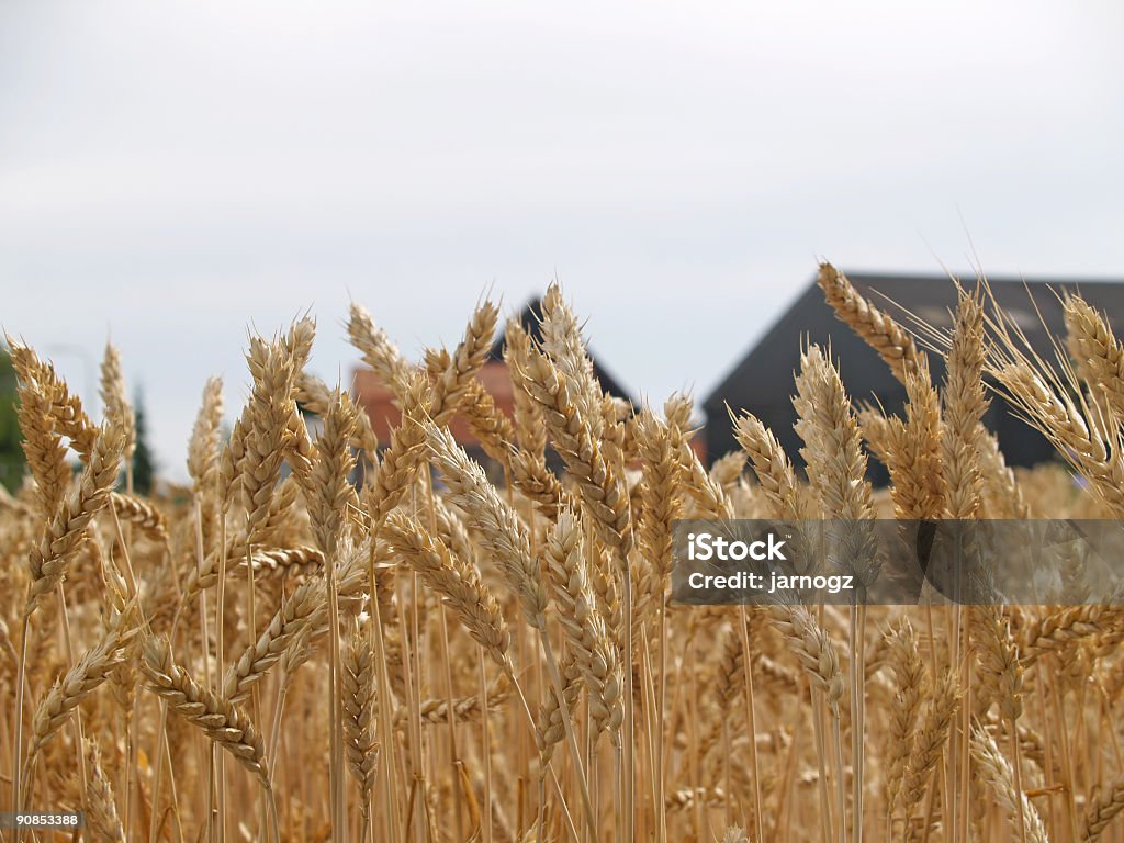 wheat before harvest Abundance Stock Photo