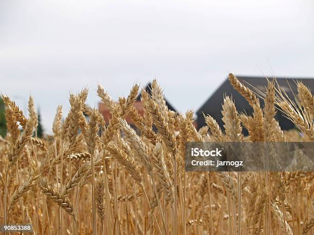 Wheat Before Harvest Stock Photo - Download Image Now - Abundance, Agricultural Field, Agriculture
