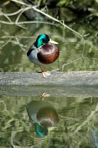 Photo of Duck and reflection