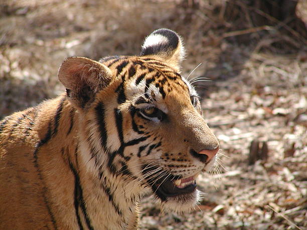 Alert Tigerhead stock photo