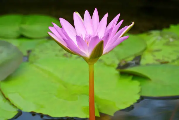 Fresh Pink Lotus Flower with Green Leaves in the Pond