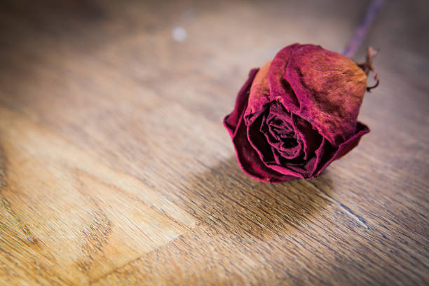 red dry roses on wooden
