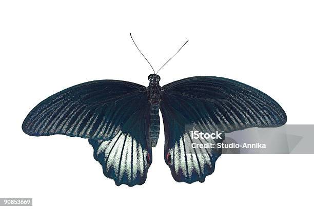 Mormon Butterfly Stock Photo - Download Image Now - Animal Wing, Butterfly - Insect, Color Image