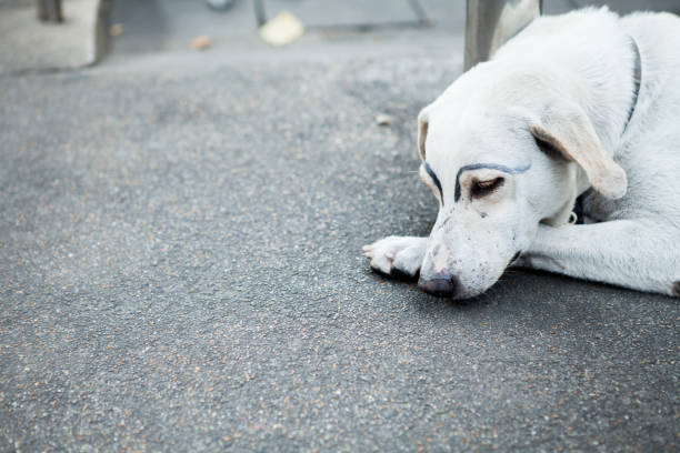 istock white dog was faking draw eyebrows on street 908538076