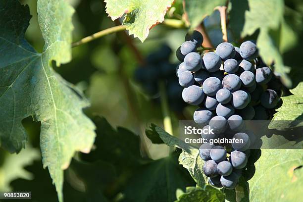 Uva - Fotografie stock e altre immagini di Assaggiare - Assaggiare, Autunno, California