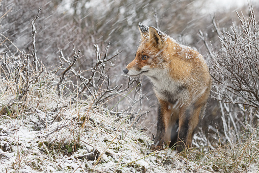A red fox during wintertime, snowfall and cold weather.