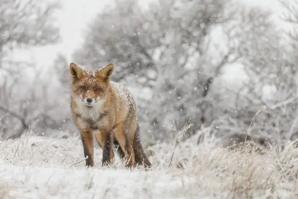 Photo of Red fox in winter