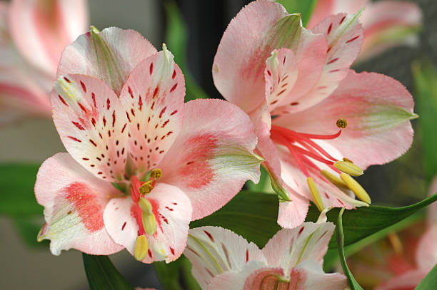 Peruvian lily, Alstroemeria versicolor, flowers Peruvian lily,  alstroemeria stock pictures, royalty-free photos & images