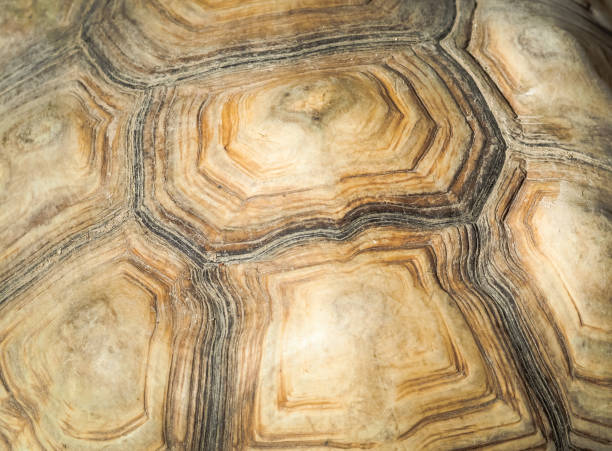 istock Close up of turtle shell textured and background. 908539142