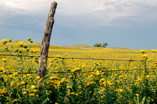 Wild flower field in western Kansas, with fence and old wooden post.