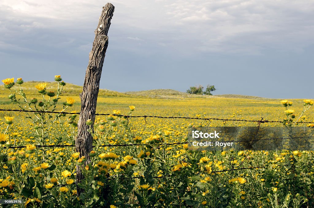 Stary post, prairie kwiaty & Ogrodzenie - Zbiór zdjęć royalty-free (Stan Kansas)