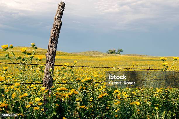 Старый Пост Prairie Цветы Забор — стоковые фотографии и другие картинки Канзас - Канзас, Свобода, Прерия
