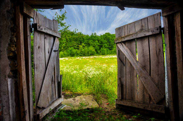 Gateway to Summer Gates to summer.View fabulously beautiful fields of blooming daisies through the half-open gate of an abandoned old barn. rustic door stock pictures, royalty-free photos & images