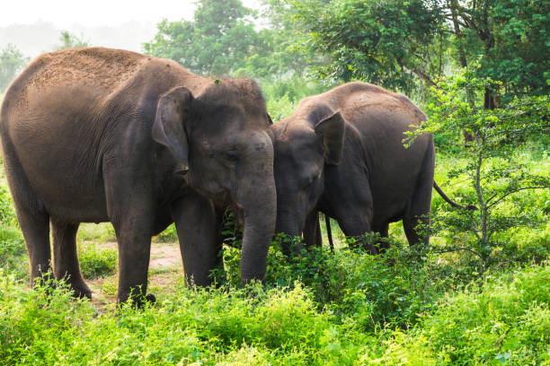 istock Elephant family in the wild 908546172
