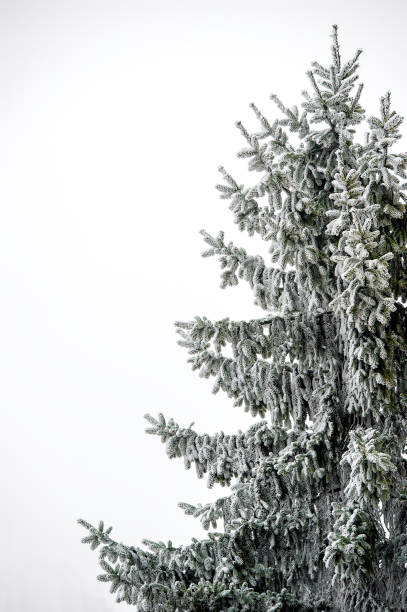 Christmas tree covered with snow stock photo