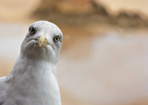 Curioso Gaivota - fotografia de stock