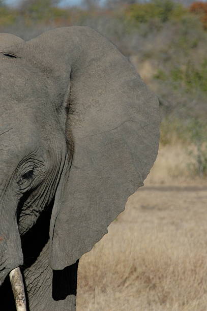 Cтоковое фото Африканский слон - 1