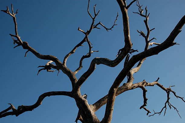 Cтоковое фото Жуткий дерево ветви