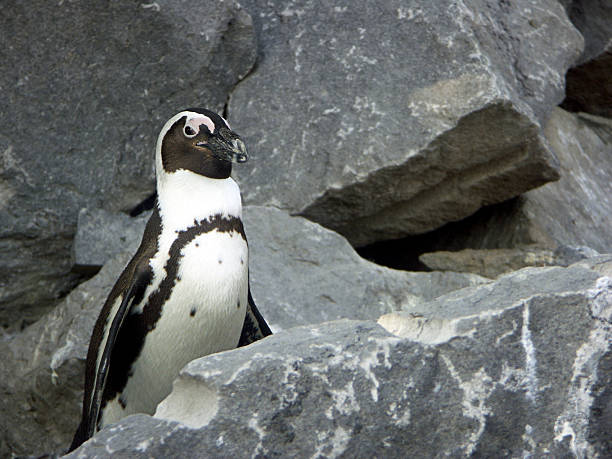 penguin stock photo