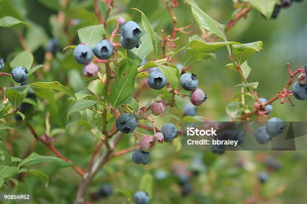 Arándanos Foto de stock y más banco de imágenes de Aire libre - Aire libre, Alimento, Antioxidante