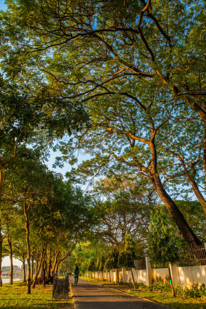 istock Road pathway Jogging track in the  public park under big tree 908550912