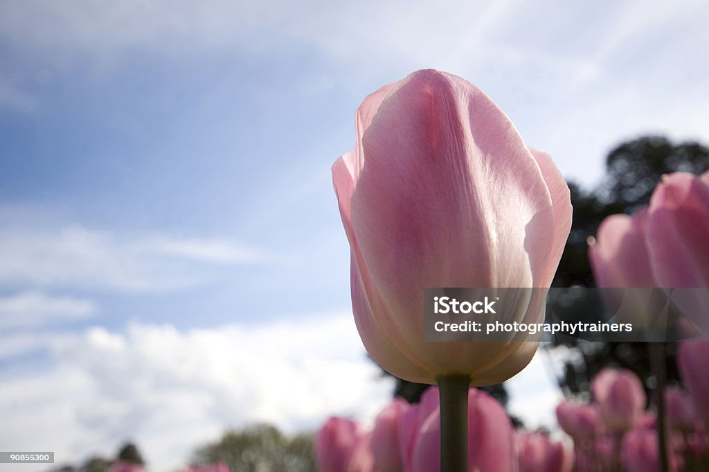 Розовый тюльпан - Стоковые фото Без людей роялти-фри