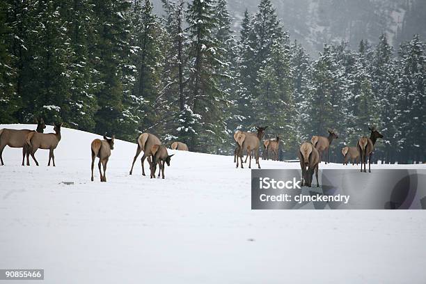 Foto de Rebanho De Alces e mais fotos de stock de Alberta - Alberta, Animal, Banff