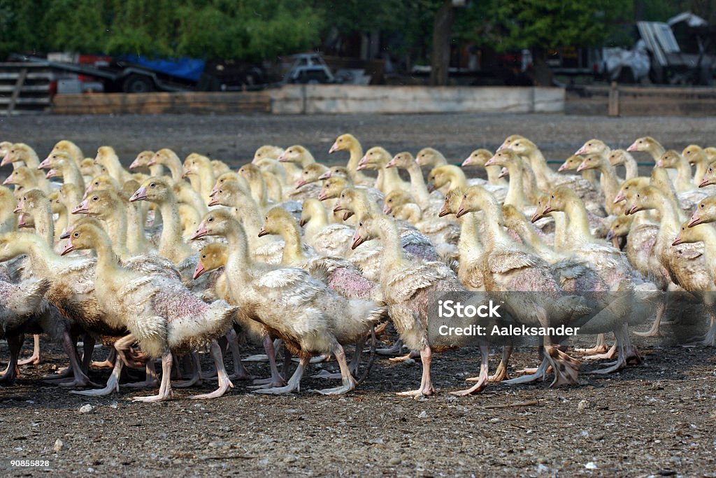 Oca farm - Foto stock royalty-free di Ala di animale