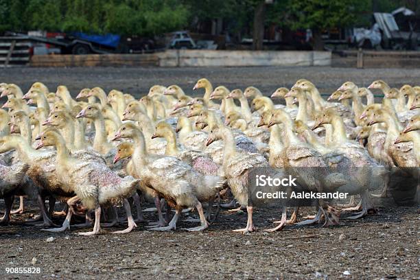 Oca Farm - Fotografie stock e altre immagini di Ala di animale - Ala di animale, Animale, Antigienico