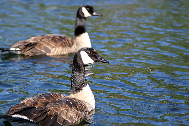 Canadian Geese stock photo