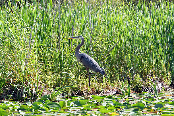 Great Blue Heron hunting on the bank of a canal, Orange Beach, Alabama