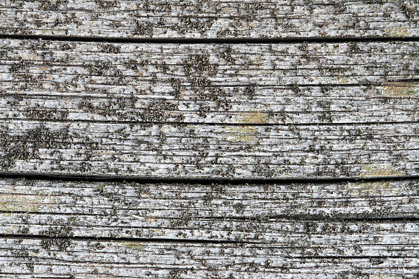 Old grungy plank stock photo