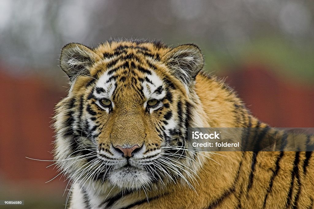 Tigre siberiano - Foto de stock de Aire libre libre de derechos