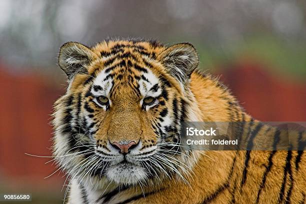 Tigre Siberiano Foto de stock y más banco de imágenes de Aire libre - Aire libre, Animales en cautiverio, Color - Tipo de imagen