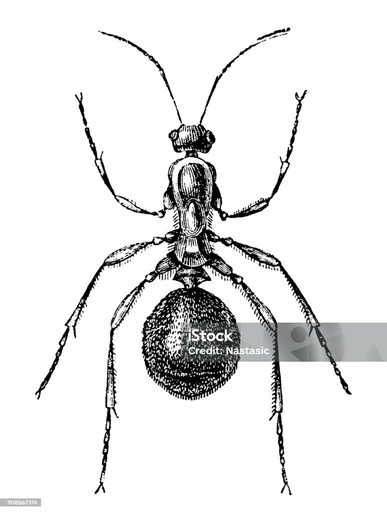Worker wood ant (Formica rufa) Illustration of a Worker wood ant (Formica rufa) Ant stock illustration