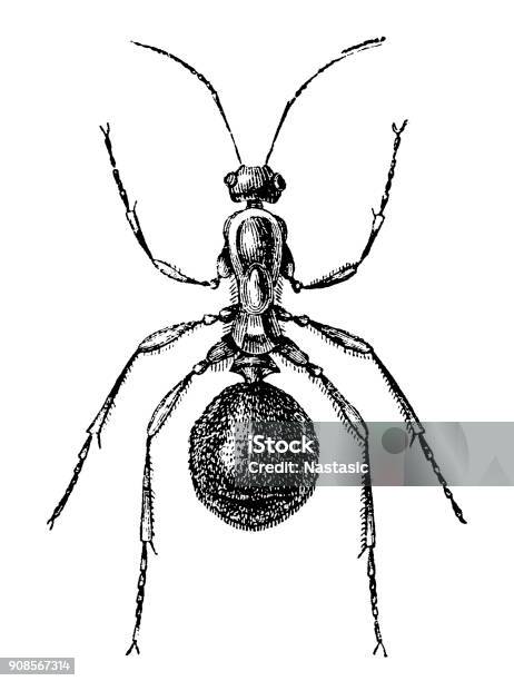 Worker Wood Ant Stock Illustration - Download Image Now - Ant, Old-fashioned, Retro Style