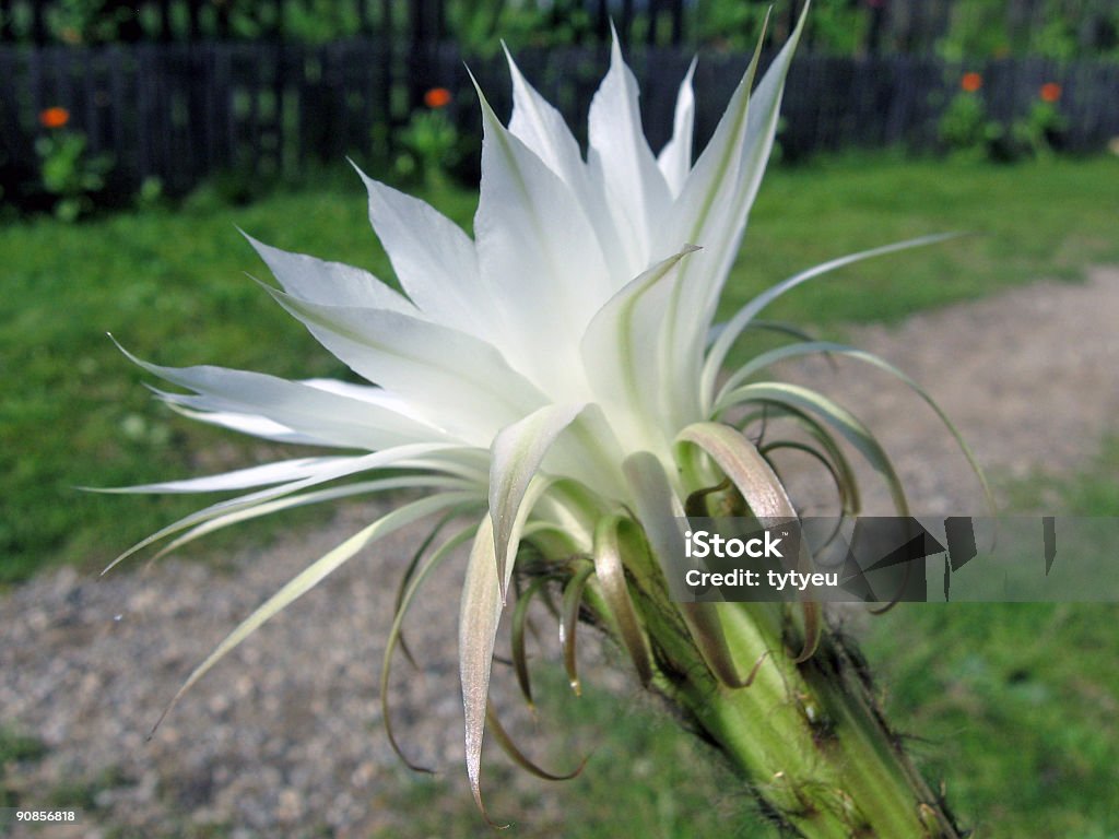Fleur de Cactus - Photo de Aller de l'avant libre de droits