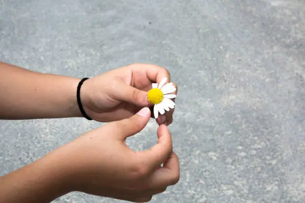 Photo of Young woman is tearing up daisy petals