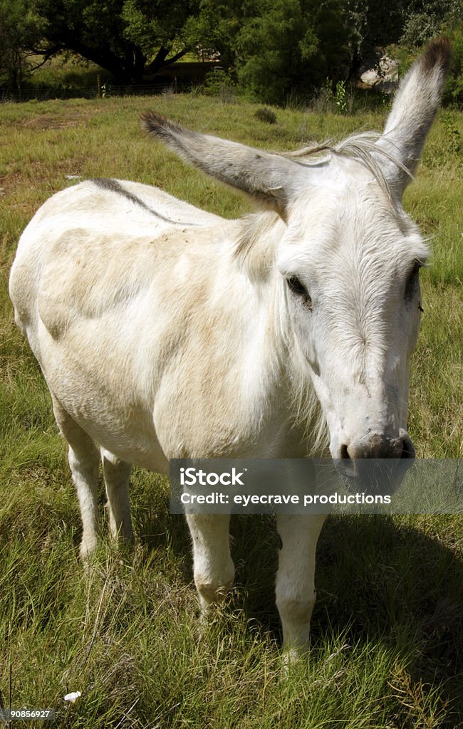 Escenas de caballos blancos burro - Foto de stock de Aire libre libre de derechos