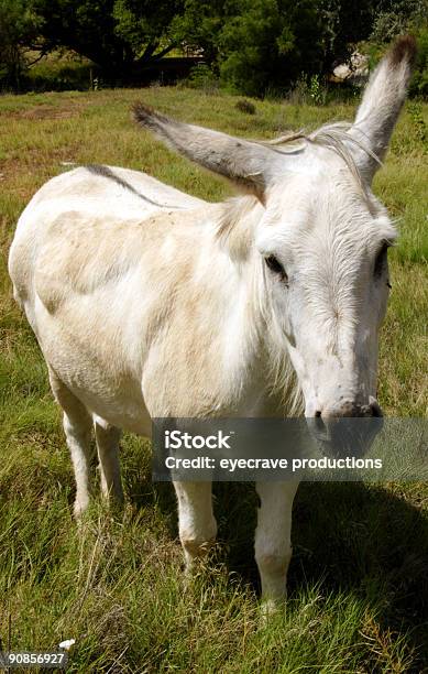 Foto de Cenas Com Equinos Brancoburro e mais fotos de stock de Animal doméstico - Animal doméstico, Baio, Baía