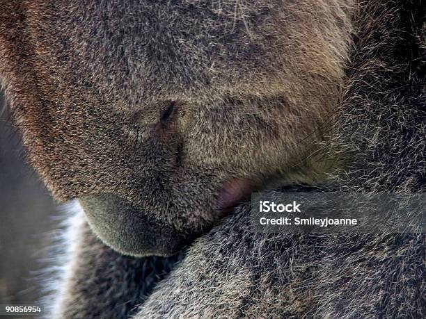 Zwierzętakoala - zdjęcia stockowe i więcej obrazów Australia - Australia, Bez ludzi, Biały